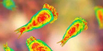 അമീബിക് മസ്തിഷ്ക ജ്വരം ; രോ​ഗ ലക്ഷണങ്ങൾ എന്തൊക്കെ?