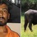 ‘മോഷ്ടിച്ചത് ഒന്നര ലക്ഷത്തിന്റെ പോത്തുകളെ, എത്തിച്ചത് 75 കി.മീ അകലെ’; യുവാവിനെ പിടികൂടിയത് ഒരാഴ്ചക്കുള്ളിൽ