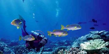 കടലിനടിയിൽ നീന്തുന്നതിനിടെ മാലിന്യങ്ങൾക്കിടയിൽ മാർക്ക് ചെയ്ത പൊതികൾ, മുങ്ങൽ വിദഗ്ധർ കണ്ടെത്തിയത് കൊക്കെയ്ൻ