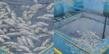 പെരിയാറിലെ മത്സ്യക്കുരുതി; ജലസേചന വകുപ്പിനെതിരെ മലിനീകരണ നിയന്ത്രണ ബോര്‍ഡിന്‍റെ സത്യവാങ്മൂലം