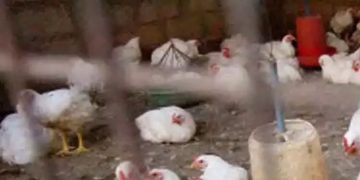 പക്ഷിപ്പനി: വളര്‍ത്തുപക്ഷികളുടെ മുട്ട ,ഇറച്ചി ,കാഷ്ഠം വില്‍പനയും ഉപയോഗവും നിരോധിച്ചു