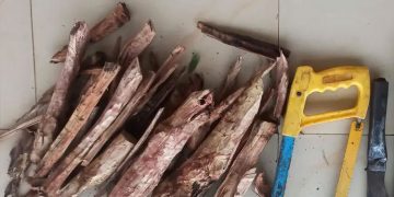 കാഞ്ഞങ്ങാട് കരിന്തളത്ത് ചന്ദനമുട്ടികളുമായി രണ്ടുപേര്‍ പിടിയില്‍