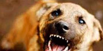 വടകരയിൽ തെരുവ് നായയുടെ ആക്രമണം; കുട്ടികൾ ഉൾപ്പെടെ 15 പേർക്ക് കടിയേറ്റു