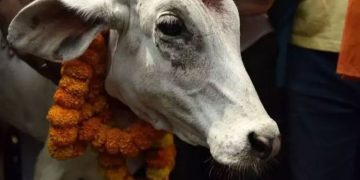 ‘ആക്രമിക്കപ്പെടുമെന്ന് ഭയമുണ്ട്’; ക്ഷേത്ര പരിസരത്ത് പശുമാംസം കണ്ടെത്തിയതിന് പിന്നാലെ വീടുകൾ ഉപേക്ഷിച്ച് കുടുംബങ്ങൾ