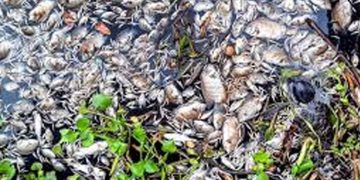 മത്സ്യക്കുരുതി: മുഖ്യമന്ത്രിയെ പരിസ്ഥിതി വകുപ്പിന്റെ ഉത്തരവാദിത്വത്തിൽ നിന്നും മാറ്റണമെന്ന് മത്സ്യതൊഴിലാളി ഐക്യവേദി