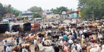 പെരുന്നാൾ വിപണിയിൽ പ്രതീക്ഷയോടെ കന്നുകാലി ചന്തകൾ