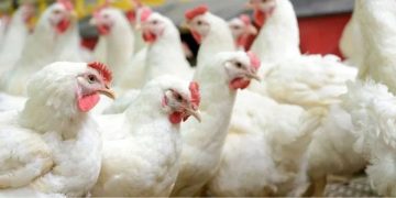 പക്ഷിപ്പനി: മുട്ട, ഇറച്ചി, കാഷ്ടം എന്നിവയുടെ വില്‍പനയും ഉപയോഗവും നിരോധിച്ച് ആലപ്പുഴ ജില്ലാകളക്ടര്‍