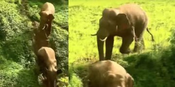 പനമരത്തെ ആശങ്കയിലാക്കി കാട്ടാനക്കൂട്ടം; രണ്ട് ആനകളെ കാടുകയറ്റി: ജനങ്ങൾ പുറത്തിറങ്ങരുതെന്ന് നിർദേശം