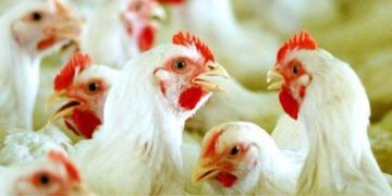 പക്ഷിപ്പനി: സംസ്ഥാനത്ത് നിരീക്ഷണം ശക്തമാക്കും ; നിർദേശങ്ങളുമായി ആരോ​ഗ്യ വകുപ്പ്