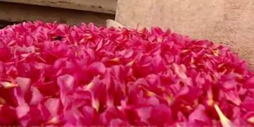 എറണാകുളത്ത് രണ്ട് കുട്ടികൾ അരളി പൂവ് കഴിച്ചെന്ന് സംശയം : ആശുപത്രിയിൽ പ്രവേശിപ്പിച്ചു