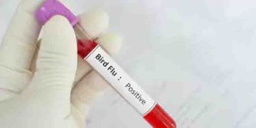 പക്ഷിപ്പനിയുടെ പുതിയ വൈറസ് വകഭേദം ബാധിച്ചുള്ള ലോകത്തെ ആദ്യ മരണം സ്ഥിരീകരിച്ച് ലോകാരോഗ്യ സംഘടന