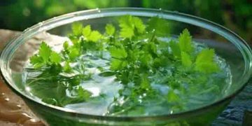 പതിവായി മല്ലിയിലയിട്ട വെള്ളം കുടിക്കൂ, ചില ആരോഗ്യ പ്രശ്നങ്ങളെ അകറ്റാം