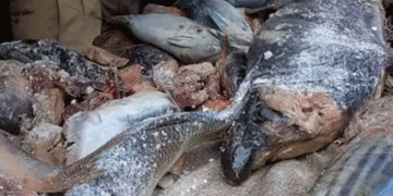 പളളുരുത്തി വെളി മാര്‍ക്കറ്റില്‍ നിന്ന് ഇരുന്നൂറ് കിലോ പഴകിയ മല്‍സ്യം പിടിച്ചു