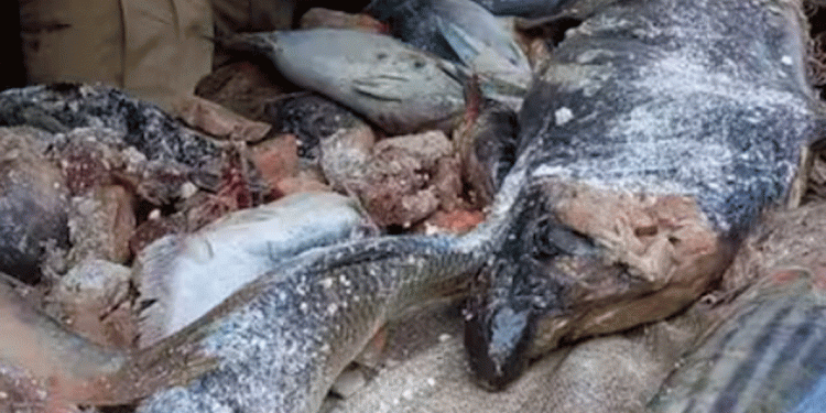 പളളുരുത്തി വെളി മാര്ക്കറ്റില് നിന്ന് ഇരുന്നൂറ് കിലോ പഴകിയ മല്സ്യം പിടിച്ചു