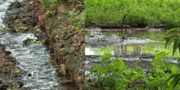 കൊച്ചി മരടില്‍ തോട്ടിലേക്ക് കക്കൂസ് മാലിന്യം ഒഴുക്കിയ സ്വകാര്യ ഫ്ളാറ്റിന് പിഴ ചുമത്തി നഗരസഭ