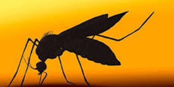 മലപ്പുറത്ത് 4 പേർക്ക് മലമ്പനി സ്ഥിരീകരിച്ചു