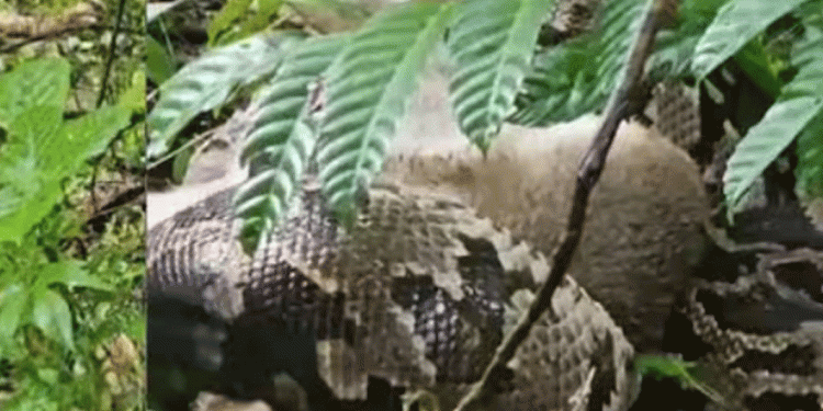 കുറുനരിയെ പിടിച്ച കൂറ്റൻ പെരുമ്പാമ്പിനെ പിടികൂടി