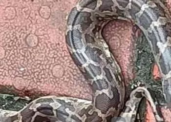 സ്കൂൾ ബാഗിനുള്ളിൽ മലമ്പാമ്പ്; കൈയിൽ തട്ടിയത് പുസ്തകമെടുക്കുന്നതിനിടെ