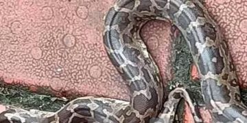 സ്കൂൾ ബാഗിനുള്ളിൽ മലമ്പാമ്പ്; കൈയിൽ തട്ടിയത് പുസ്തകമെടുക്കുന്നതിനിടെ