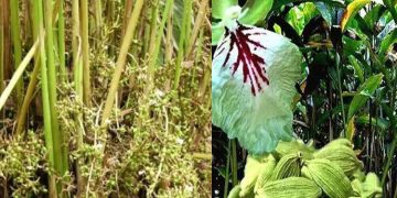 ഏലം കര്‍ഷകരുടെ വായ്പ തിരിച്ചടവിന്‍റെ ഇളവേള വര്‍ധിപ്പിക്കാന്‍ ആവശ്യപ്പെടും