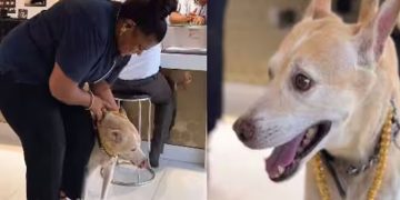 2.5 ലക്ഷത്തിന്റെ സ്വർണ്ണമാല, നായയ്‍ക്ക് ഉടമ സമ്മാനിച്ച പിറന്നാൾ സമ്മാനം കണ്ട് ഞെട്ടി നെറ്റിസൺസ്