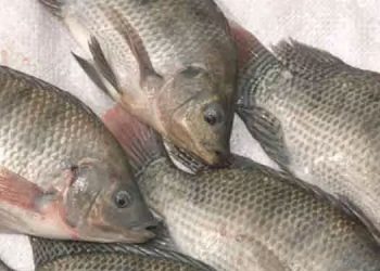 ധൈര്യമായി തിലാപിയ മത്സ്യം കഴിക്കാം; കാൻസറുണ്ടാക്കില്ല -മമത ബാനർജി