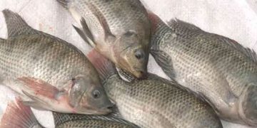 ധൈര്യമായി തിലാപിയ മത്സ്യം കഴിക്കാം; കാൻസറുണ്ടാക്കില്ല -മമത ബാനർജി