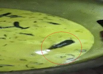 കറിയിൽ നീന്തിതുടിച്ച് എലി; അടുക്കളയിലെ വിഡിയോ പങ്കുവെച്ച് ജെ.എൻ.ടി.യു വിദ്യാർഥികൾ