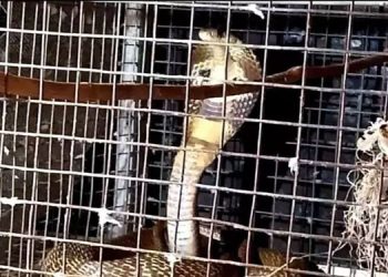 കിളികൾക്ക് തീറ്റ കൊടുക്കാനെത്തിയപ്പോൾ കൂട്ടിൽ മൂർഖൻ