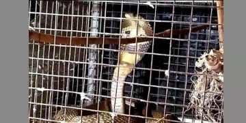 കിളികൾക്ക് തീറ്റ കൊടുക്കാനെത്തിയപ്പോൾ കൂട്ടിൽ മൂർഖൻ