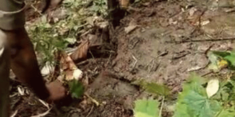 ആര്യനാട് കാര്യോഡ് ഇരുമ്പ് പാലത്തിന് അടിയിലായി കഞ്ചാവ് ചെടി കണ്ടെത്തി