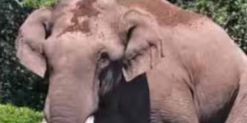 ഇടുക്കി ചിന്നക്കനാലിൽ ചക്കകൊമ്പൻ കാർ തകർത്തു