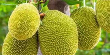 ചക്ക കഴിച്ചാൽ ലഭിക്കുന്ന ആരോ​ഗ്യ​ഗുണങ്ങൾ