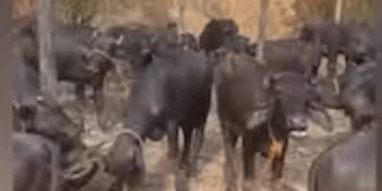 വടക്കഞ്ചേരിയിൽ ദേശീയ പാതയിൽ ലോറി തടഞ്ഞ് പോത്തുകളെ കവർന്ന സംഭവത്തിൽ രണ്ടുപേർ കസ്റ്റഡിയിൽ