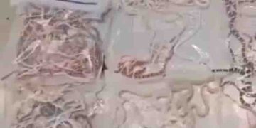 അടിവസ്ത്രത്തില്‍ ഒളിപ്പിച്ച് അതിർത്തി കടത്താന്‍ ശ്രമിച്ചത് 104 പാമ്പുകളെ; ഒടുവില്‍ പിടിയി