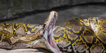 ‘മാൻ മുതൽ മുതല വരെ മുന്നിലെത്തുന്ന എന്തിനേയും അകത്താക്കും’, ഫ്ലോറിഡയിൽ പിടിയിലായത് വമ്പൻ പെരുമ്പാമ്പ്