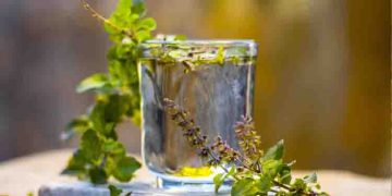 തുളസി വെള്ളം ഡയറ്റില്‍ ഉള്‍പ്പെടുത്തൂ; അറിയാം ഗുണങ്ങള്‍