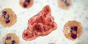 അമീബിക് മസ്തിഷ്ക ജ്വരം; തിരുവനന്തപുരത്ത് അഞ്ചുപേർ ചികിത്സയിൽ, 2 പേർ നിരീക്ഷണത്തിൽ