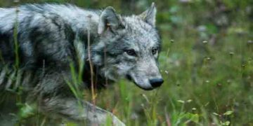 ഉത്തർപ്രദേശിൽ നരഭോജി ചെന്നായ്ക്കളെ പിടികൂടി