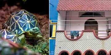 പാമ്പ്, നക്ഷത്രയാമ, കടലാമ, കുരങ്ങ്…; മുൻ പൊലീസുകാരന്റെ വാടക വീട്ടിൽ നിന്ന് പിടിച്ചെടുത്തത് 647 വന്യമൃ​ഗങ്ങൾ