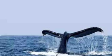 ചെറുബോട്ടിൽ മീൻ പിടിക്കുന്നതിനിടെ യുവാവിനെ വാലിന് അടിച്ച് തെറിപ്പിച്ച് തിമിംഗലം, ഗുരുതര പരിക്ക്