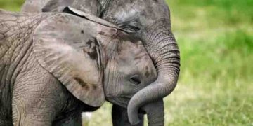 കൊടും വരൾച്ച; ആനകളെയും ഹിപ്പോയെയും അടക്കം 723 വന്യമൃഗങ്ങളെ കൊന്ന് ജനങ്ങൾക്ക് മാംസം വിതരണം ചെയ്യാൻ നമീബിയ