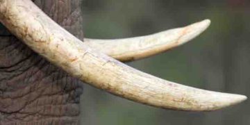 124 കിലോ ആനക്കൊമ്പുകൾ, ഒപ്പം കൊമ്പുകളുടെ കഷ്ണങ്ങൾ, ചീളുകൾ, പല്ലുകളടക്കം വനംവകുപ്പിന് കൈമാറി ഗുരുവായൂ‍ർ ദേവസ്വം