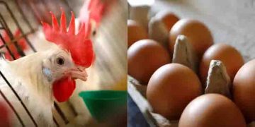 കോഴിയാണോ ആദ്യമുണ്ടായത് മുട്ടയാണോ? കൂട്ടുകാർ തമ്മിൽ തർക്കം, ഒരാൾ മറ്റൊരാളെ വെട്ടിക്കൊന്നു