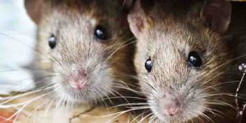 എലിപ്പനിയുടെ പ്രധാനപ്പെട്ട ലക്ഷണങ്ങൾ എന്തൊക്കെ?