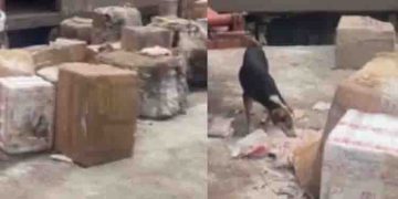 28 ബോക്സുകൾ, ട്രെയിനിൽ നിന്ന് 1600 കിലോയോളം പഴകിയ മട്ടണും ചിക്കനും പിടികൂടി, പുഴുവരിച്ച ഇറച്ചി നശിപ്പിച്ചു