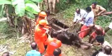 പറമ്പിൽ കെട്ടിയിരുന്ന പശു പഴയ മാലിന്യ ടാങ്കിന് മുകളിൽ കയറി, മൂടി തകർന്ന് അകത്തേക്ക്; ഒടുവിൽ അഗ്നിശമന സേനയെത്തി