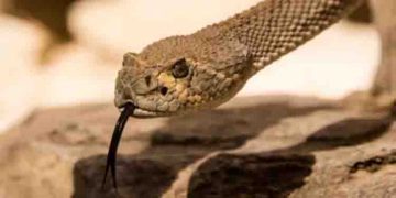 യുവാവ് അവശനിലയിൽ, സംഭവിച്ചത് വിശദമാക്കാൻ മടി, വീട്ടിലെത്തിയ പൊലീസുകാരെ കാത്ത് മുറി നിറച്ചും പാമ്പ്