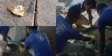 തൊണ്ടയിൽ എല്ല് കുടുങ്ങി, വലയിലായിട്ടും വഴങ്ങാതെ ‘ബുബ്ബൂ’, രക്ഷകരായി ട്രോമാകെയർ പ്രവർത്തകർ