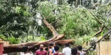 കനത്ത മഴയും കാറ്റും; റോഡിന് കുറുകെ വൻമരം കടപുഴകി വീണ് മതിൽ തകർന്നു, വൈദ്യുത പോസ്റ്റുകളൊടിഞ്ഞ് നാശനഷ്ടം